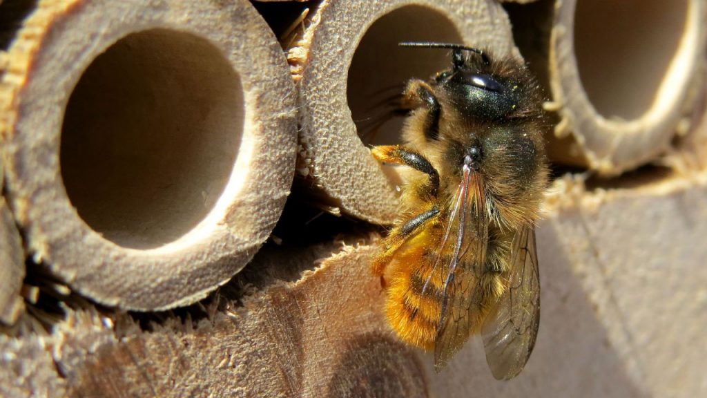 masonbee