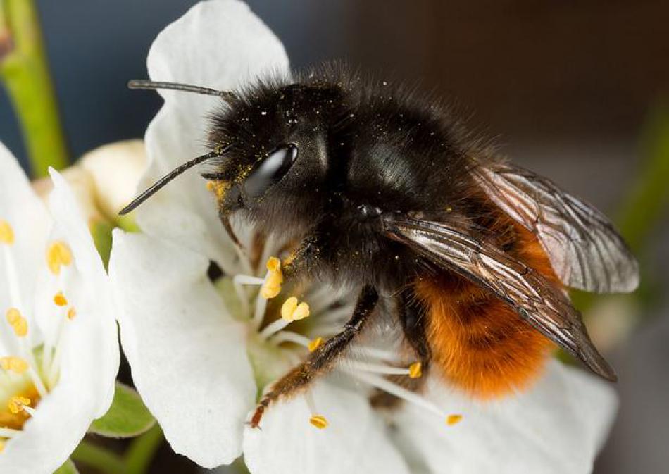 masonbee4